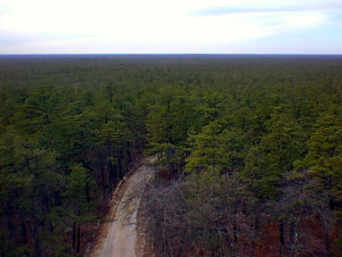 View across the New Jersey Pine Barrens coastal plain